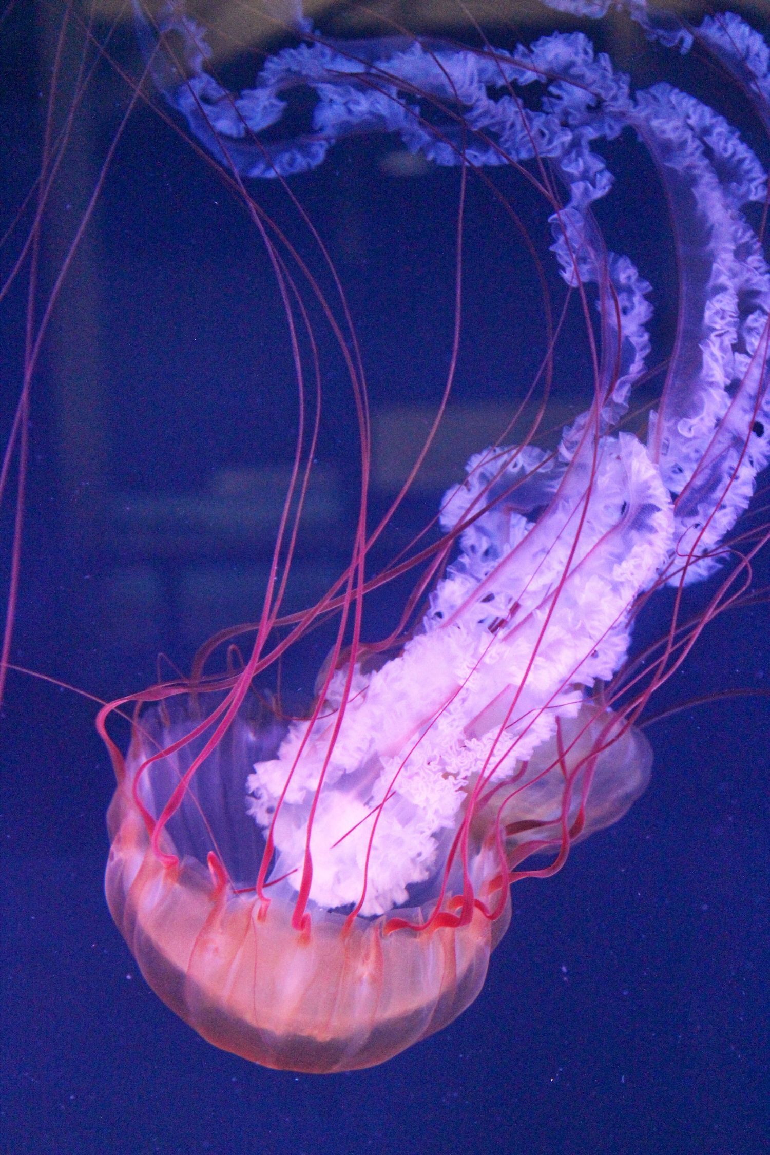 Jellyfish