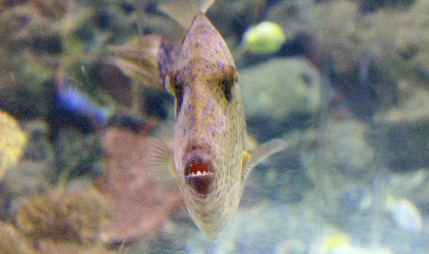 Triggerfish