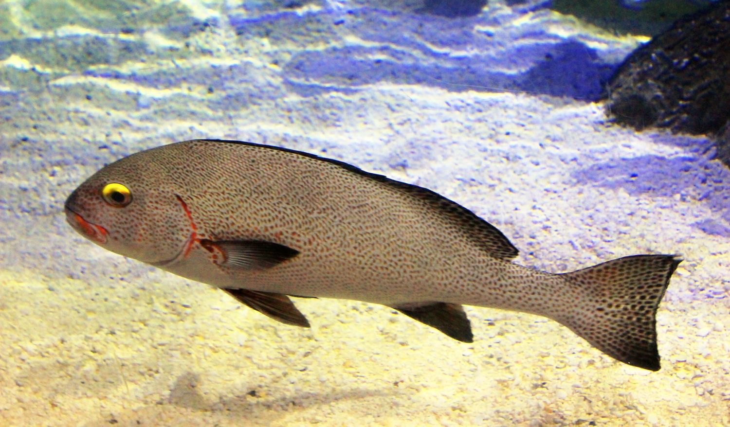 Sea Dweller