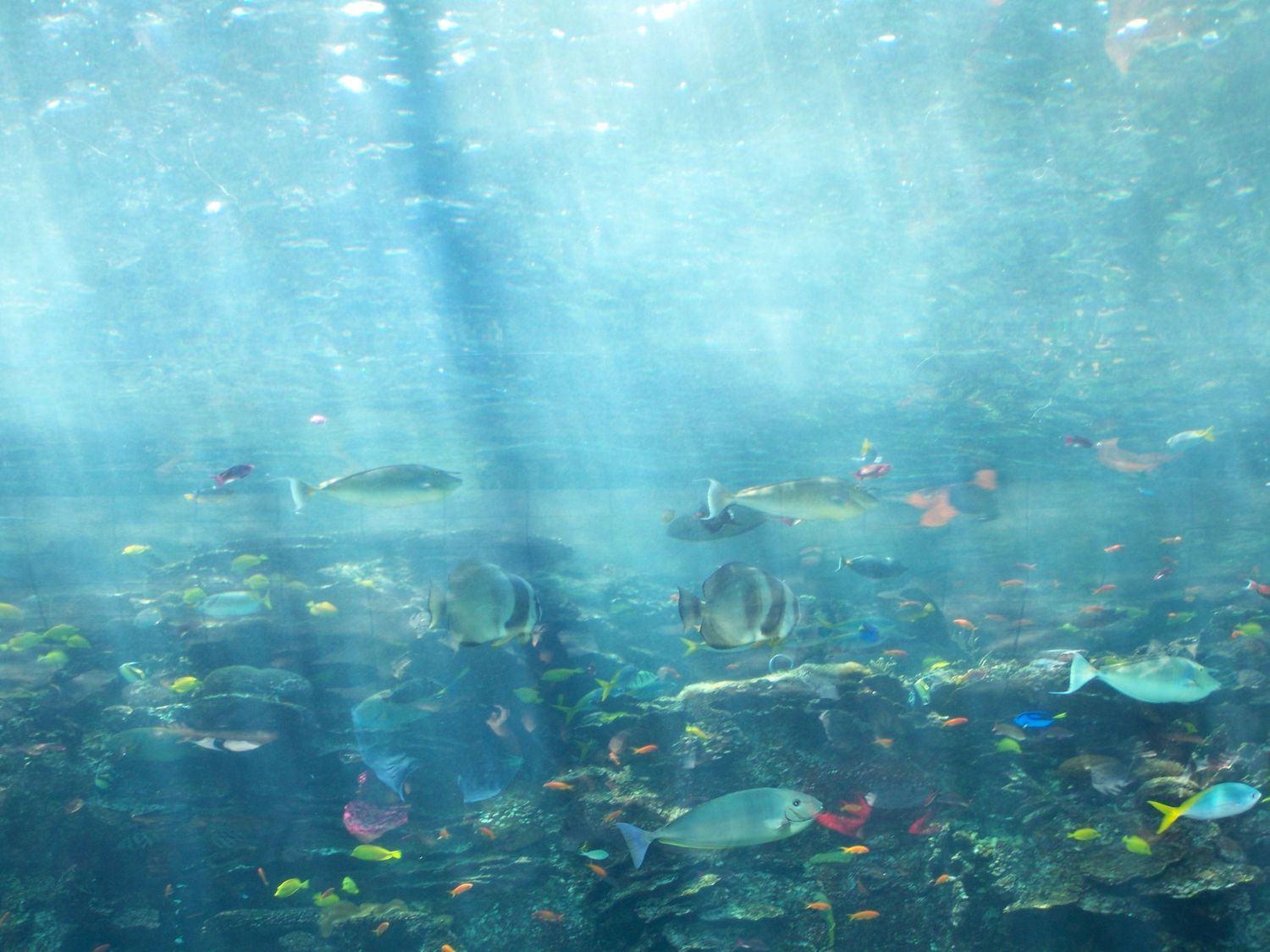 Underwater Fantasy