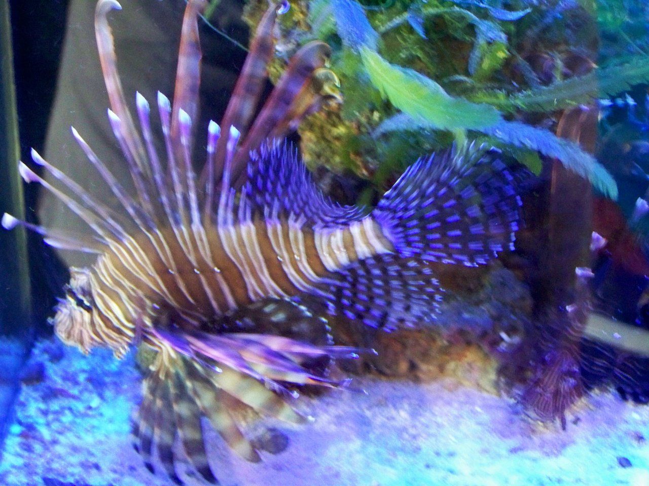 Lionfish