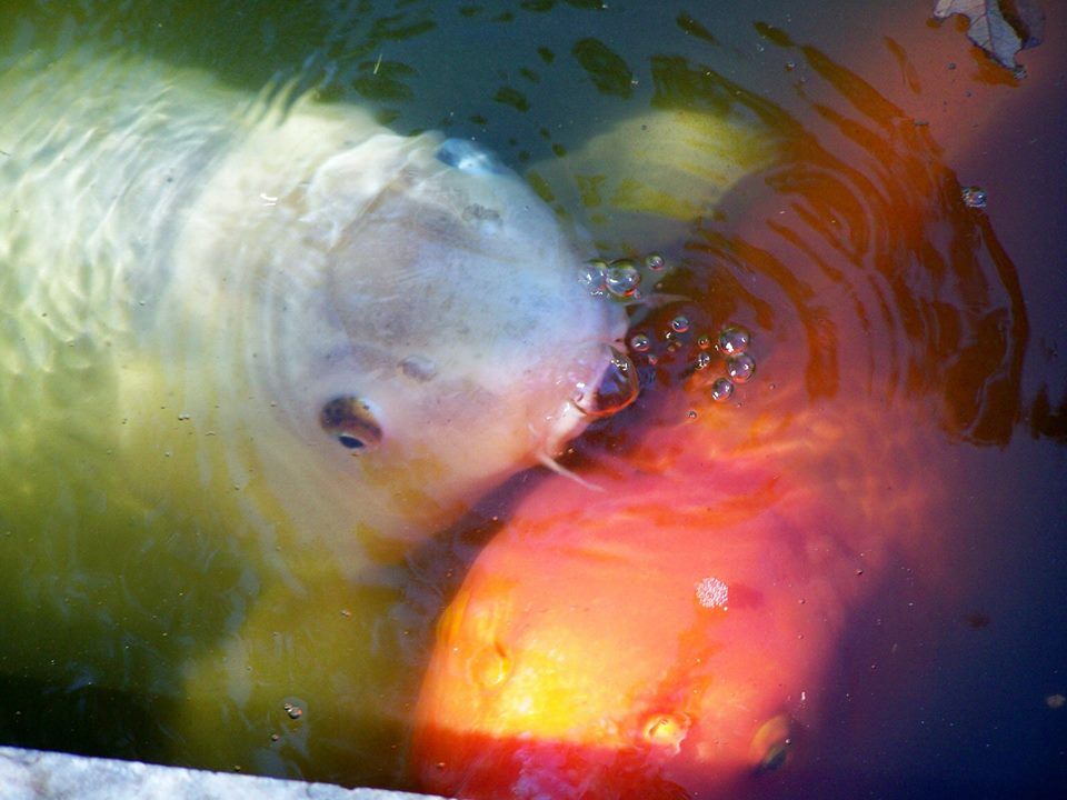 Yeaaaahhhhh Koi!!!