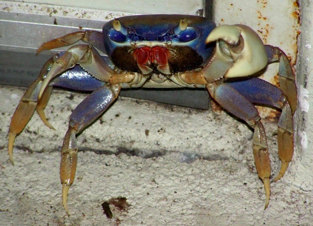 Land Crab!