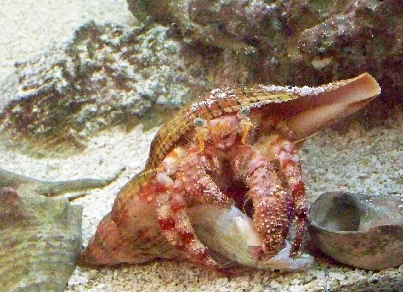 Happy Hermit Crab