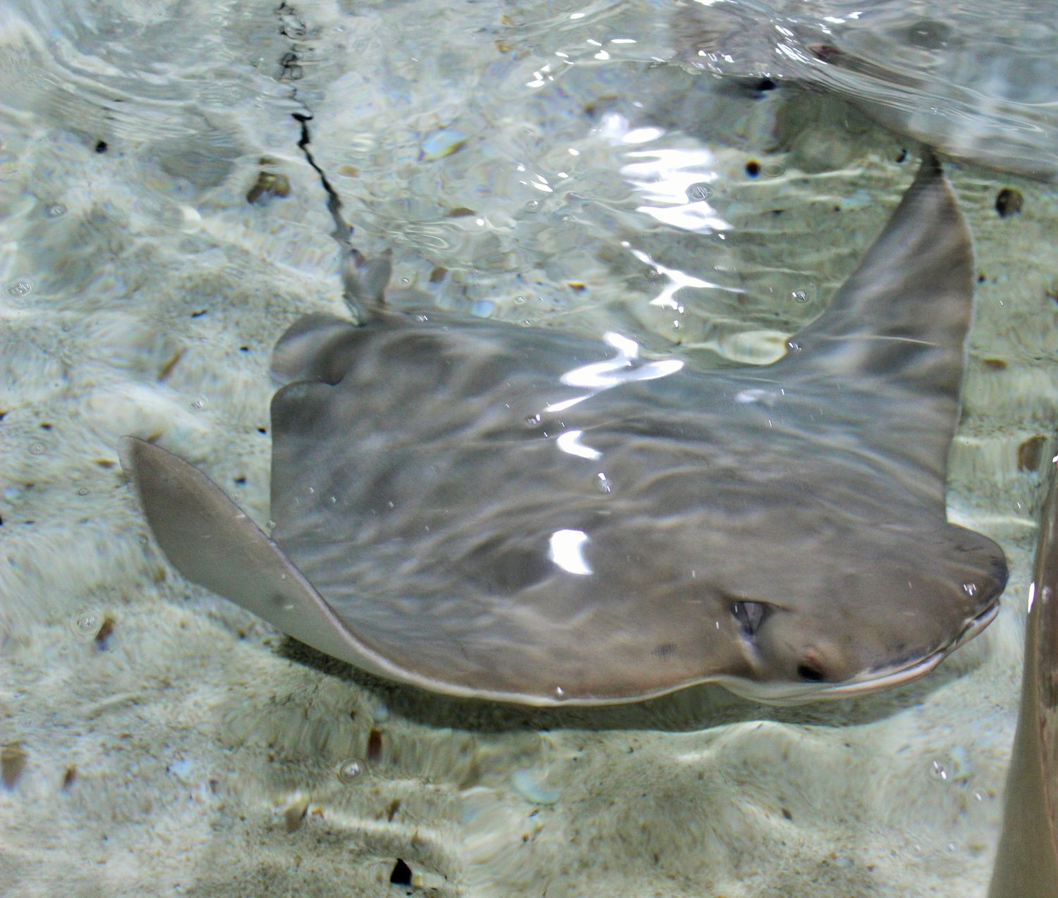 Stingray