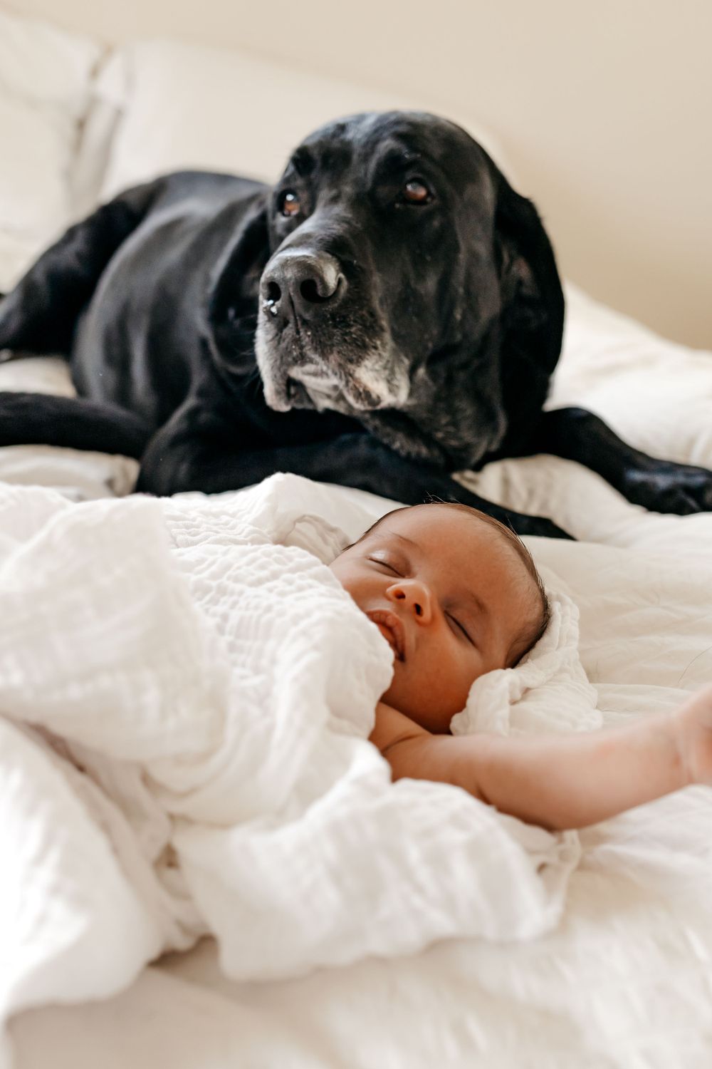 newborn baby sleeping on bed with black lab dog