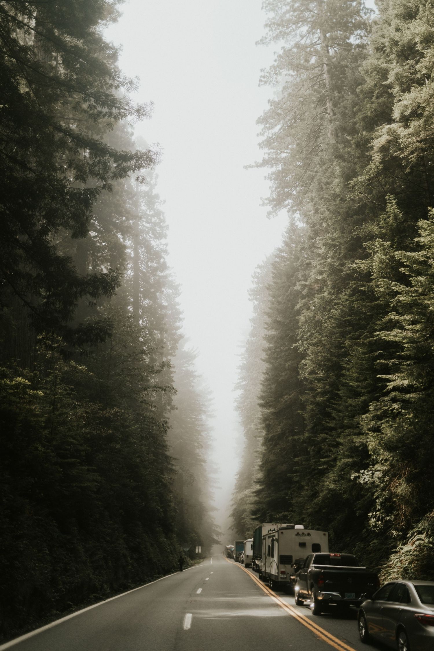 Misty forest road lined with tall evergreen trees and parked cars.