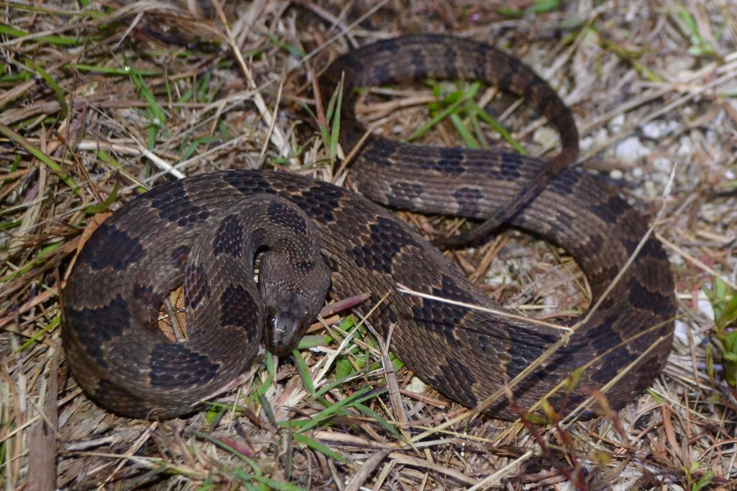 Gone herping