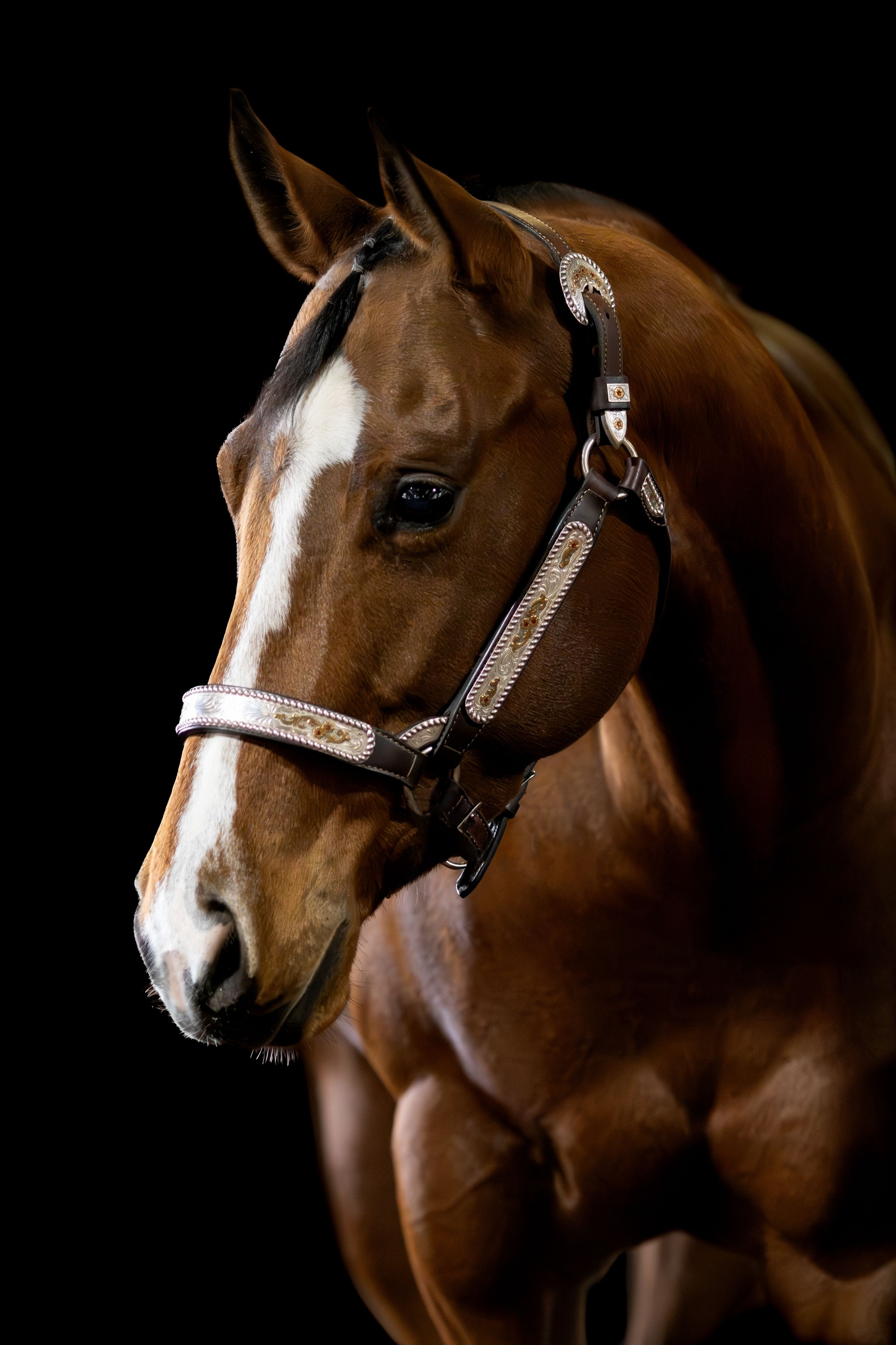 A bay horse with a white blaze wears a decorative western halter photographed on black background.
