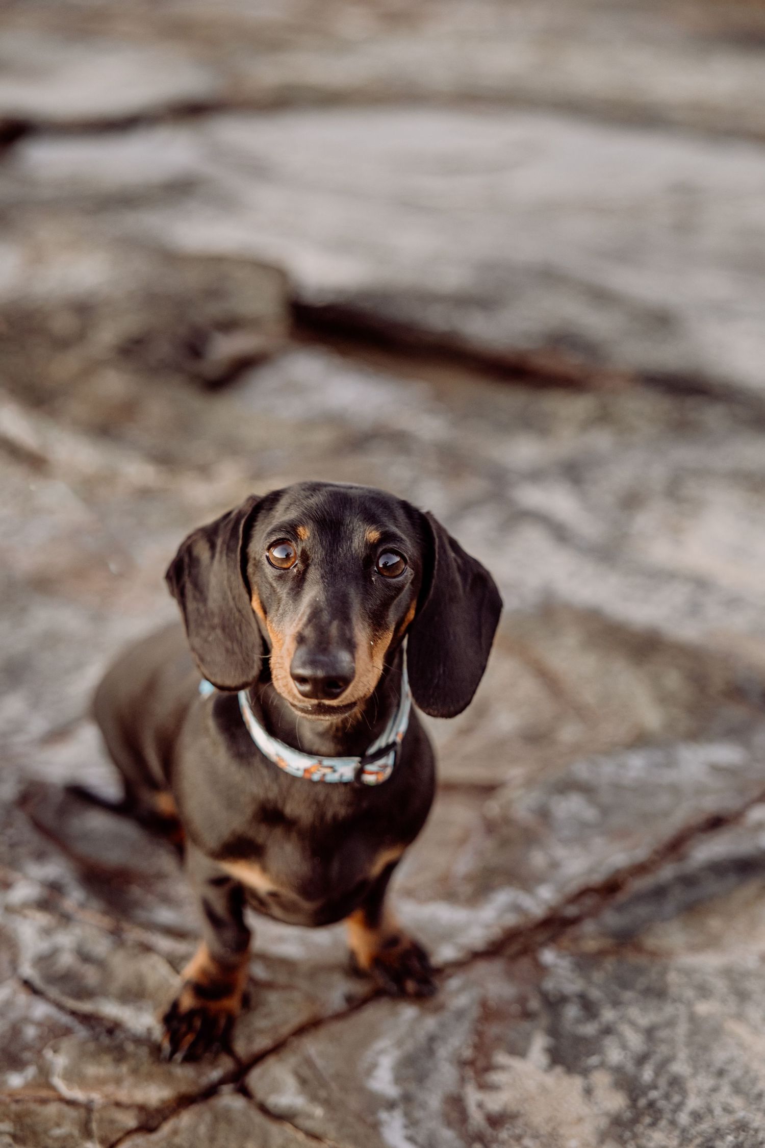 A close-up portrait of a dachshund dog on rocky terrain.