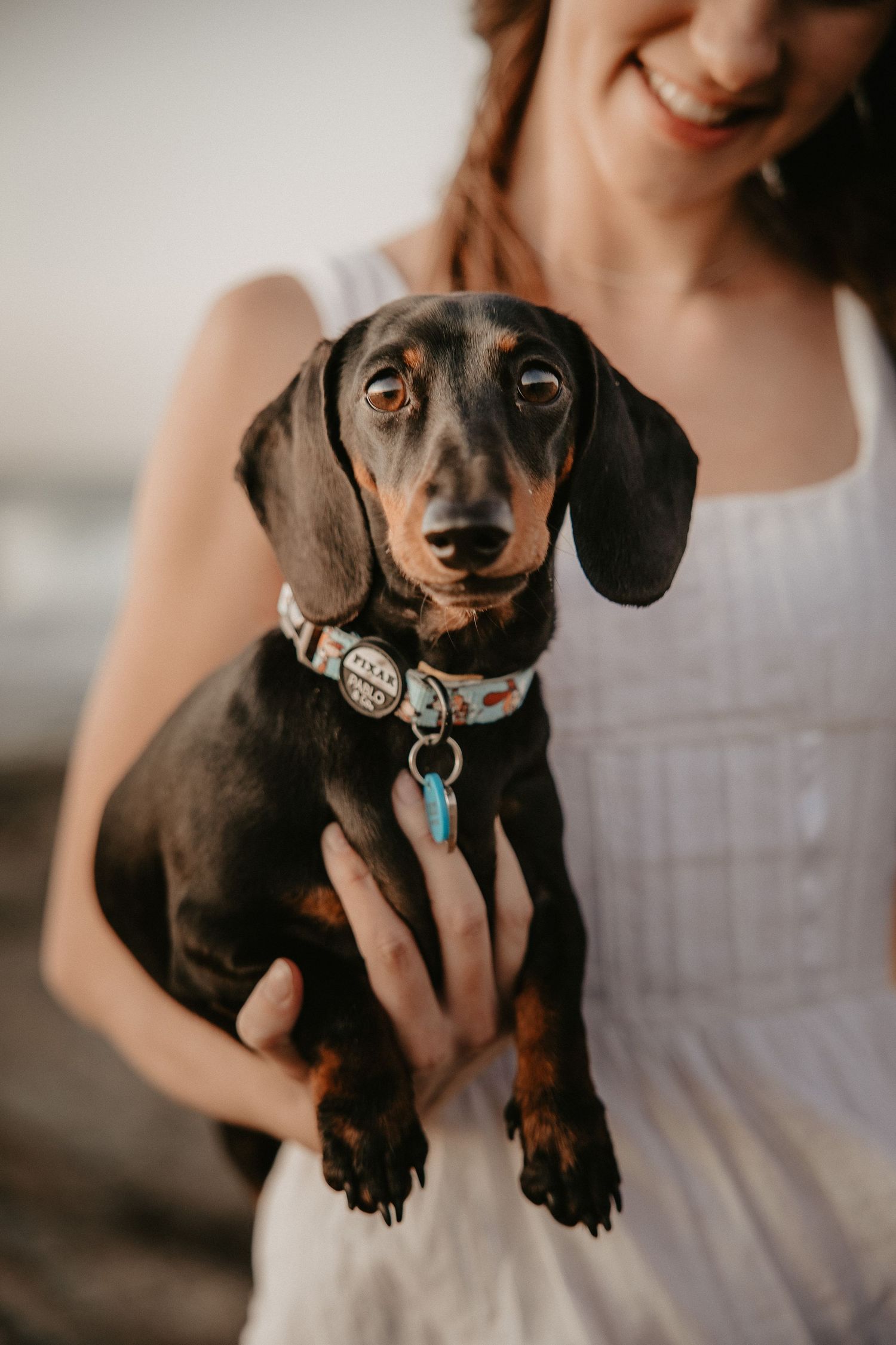 Adorable black dachshund puppy with decorative collar being held up while wearing white dress.