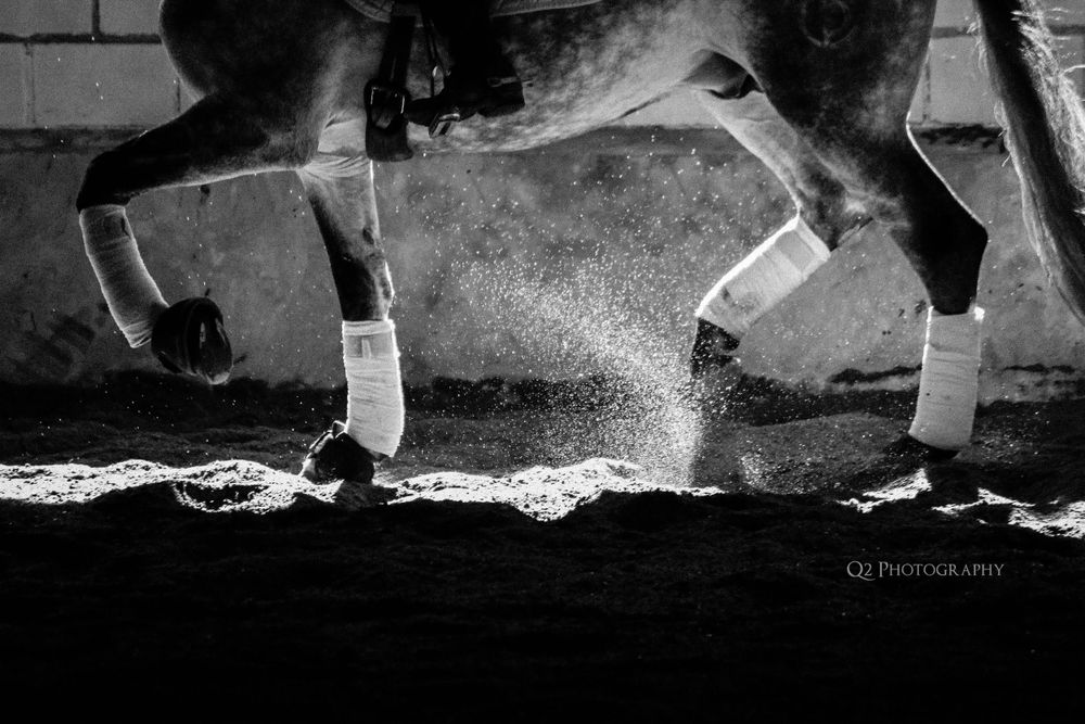 black and white dressage horse legs in sand and sun  captured by q2 photography