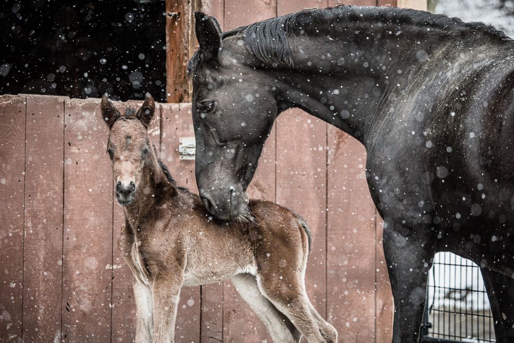 black mare horse mom and bay foal horse in the snow against red barn  captured by q2 photography