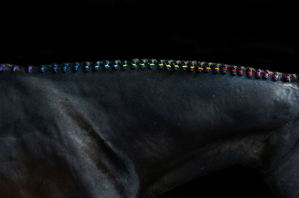 horse with rainbow braided mane part of the lgbt pride collection  captured by q2 photography