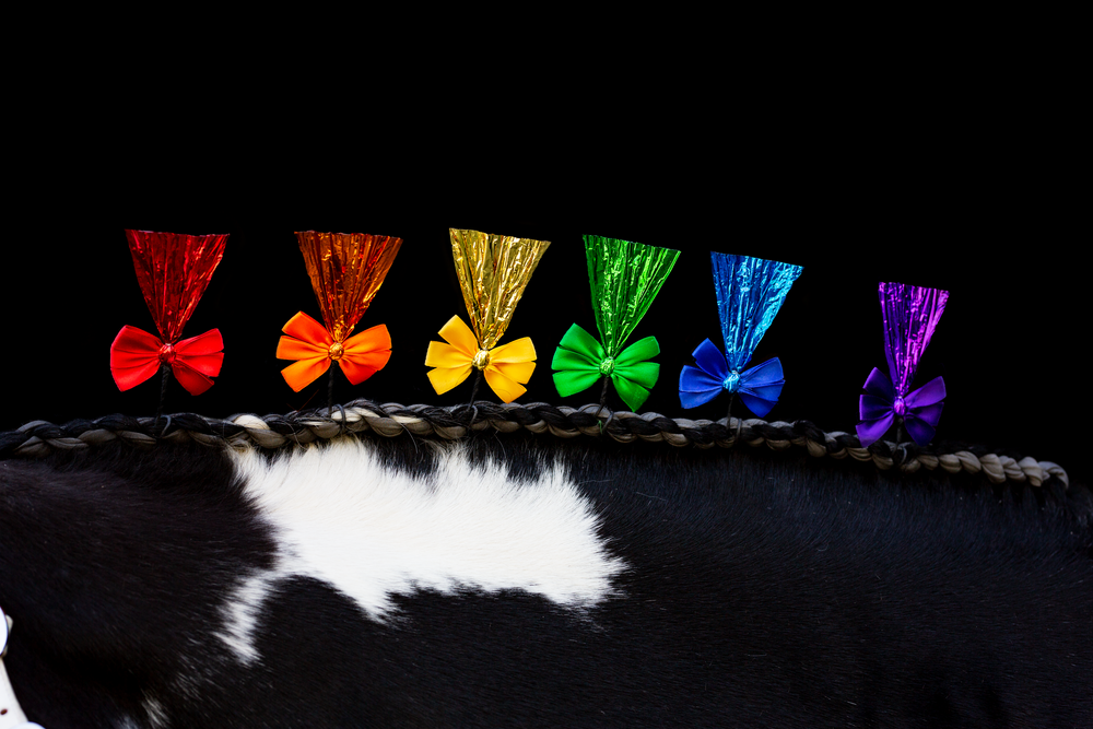 rainbow draft horse flowers or stand ups part of the lgbt pride collection  captured by q2 photography