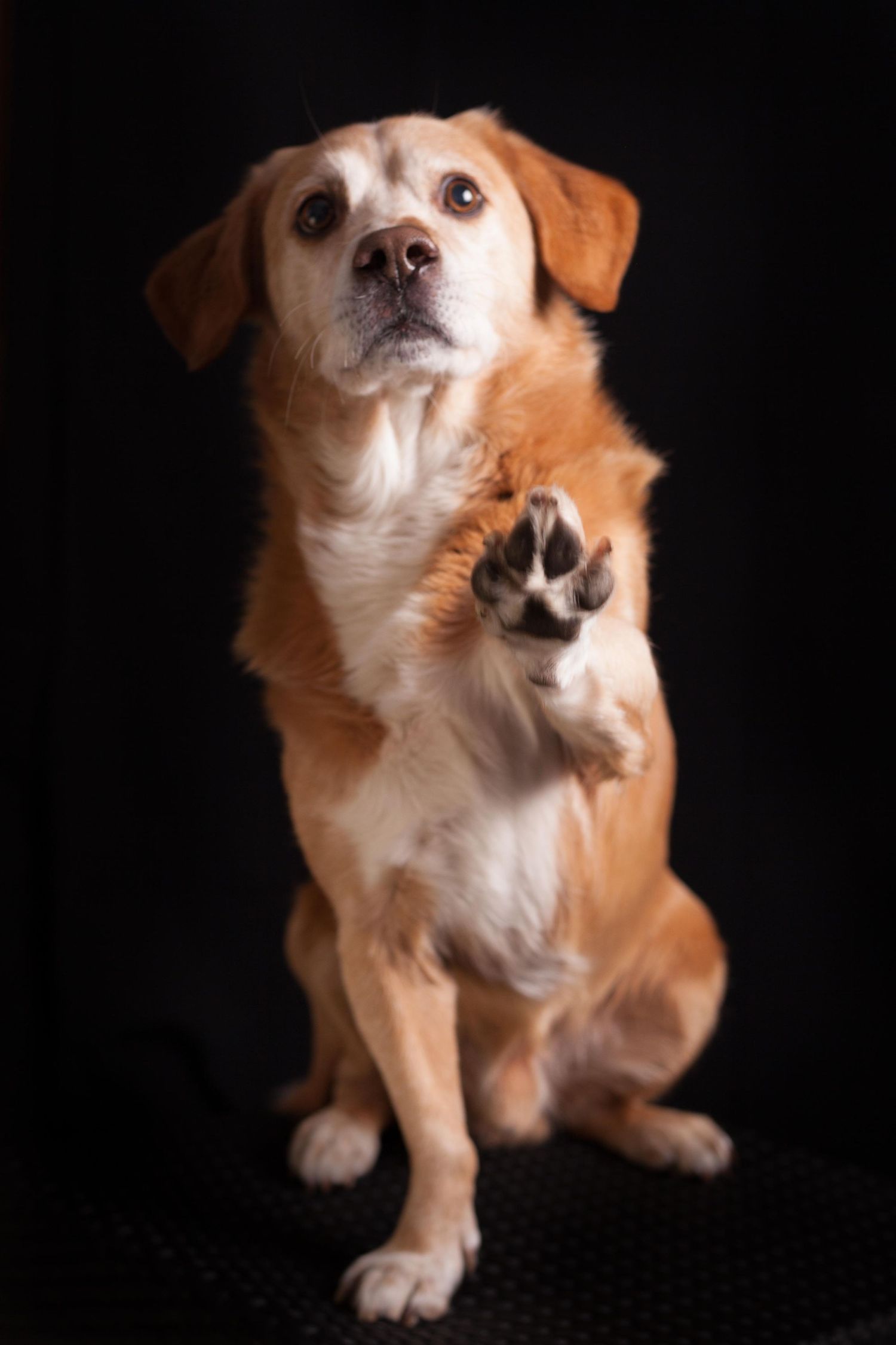 Laat je hond fotograferen