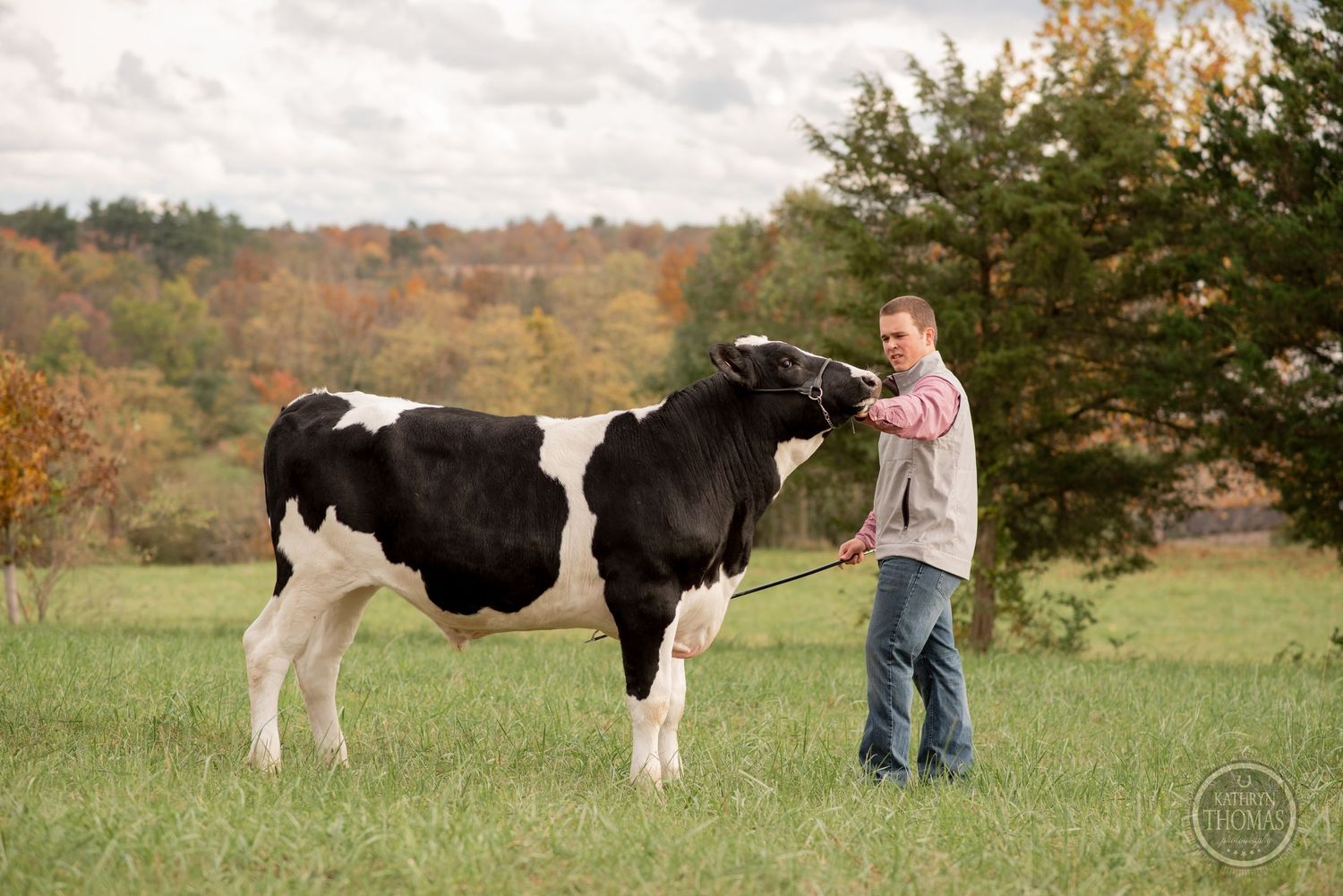 Large Holstein cow stands in autumn pasture with handler in pink shirt and gray vest.