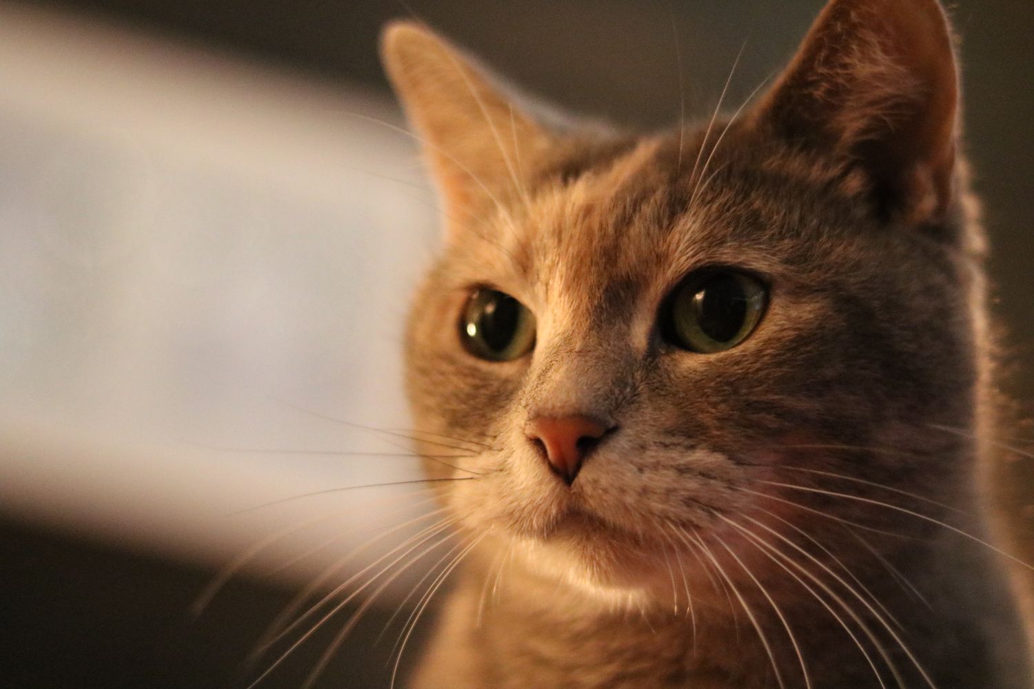 Rose, a grey calico cat.