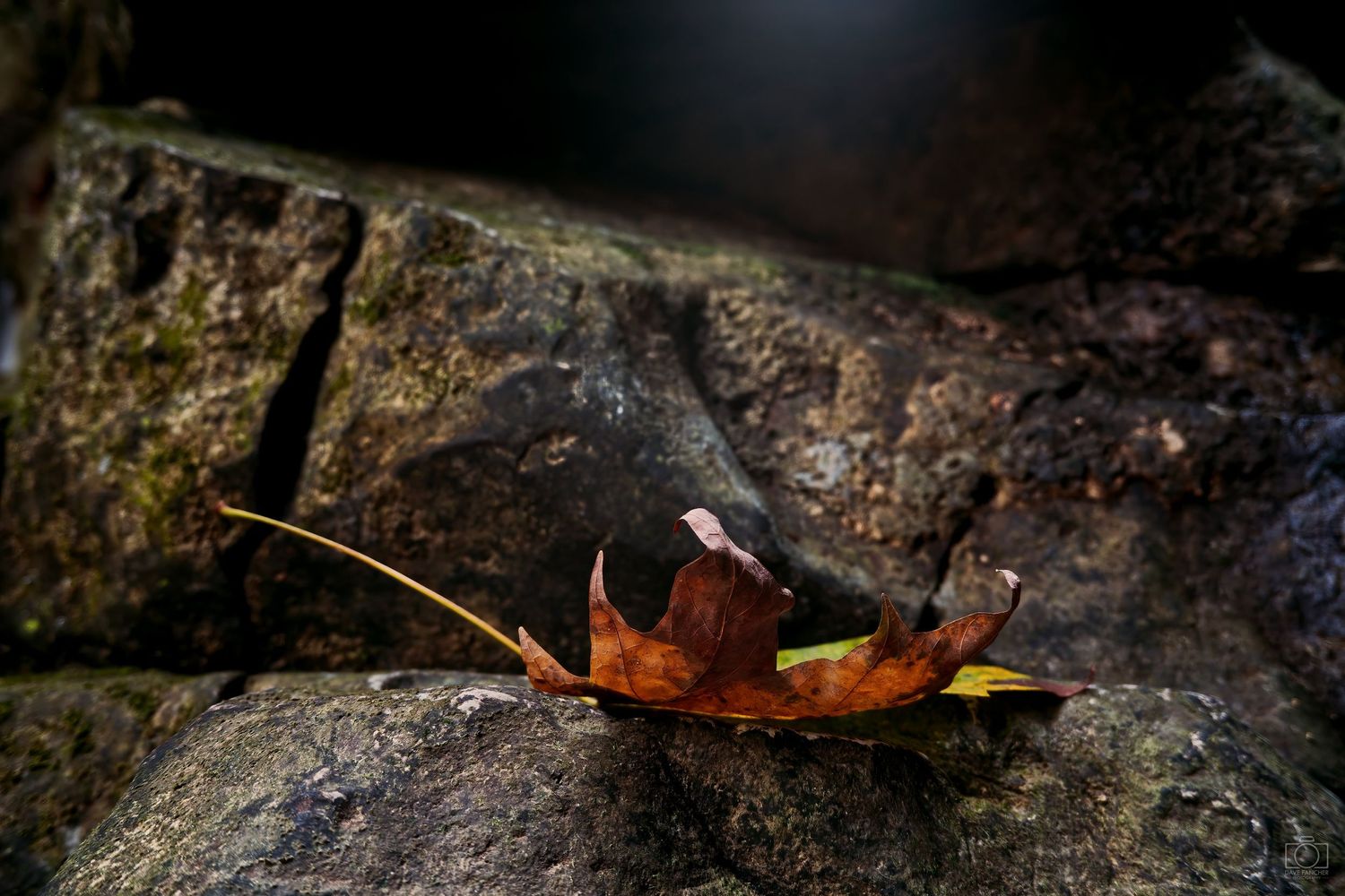 A leaf on a rock