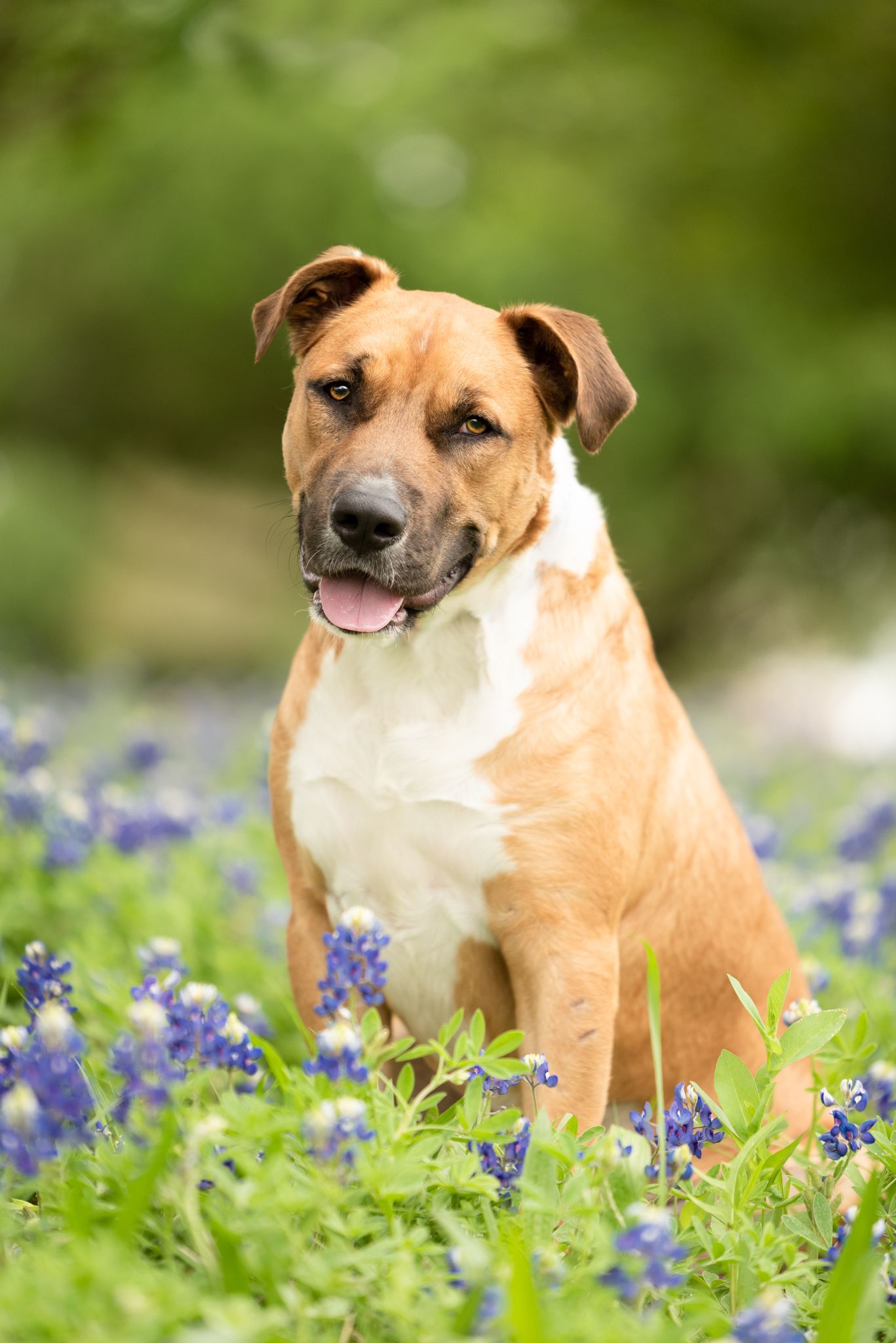 A tan and white mixed breed dog sits alertly among blooming bluebonnets in a sunny garden setting.