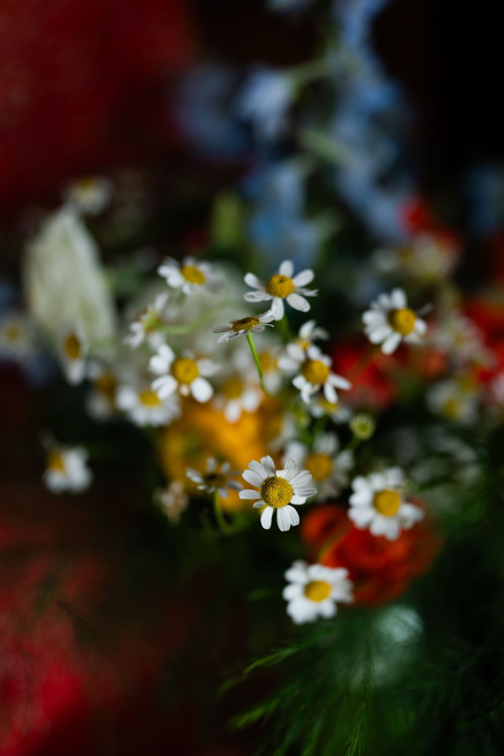 Close-up of delicate white daisies with blurred background.