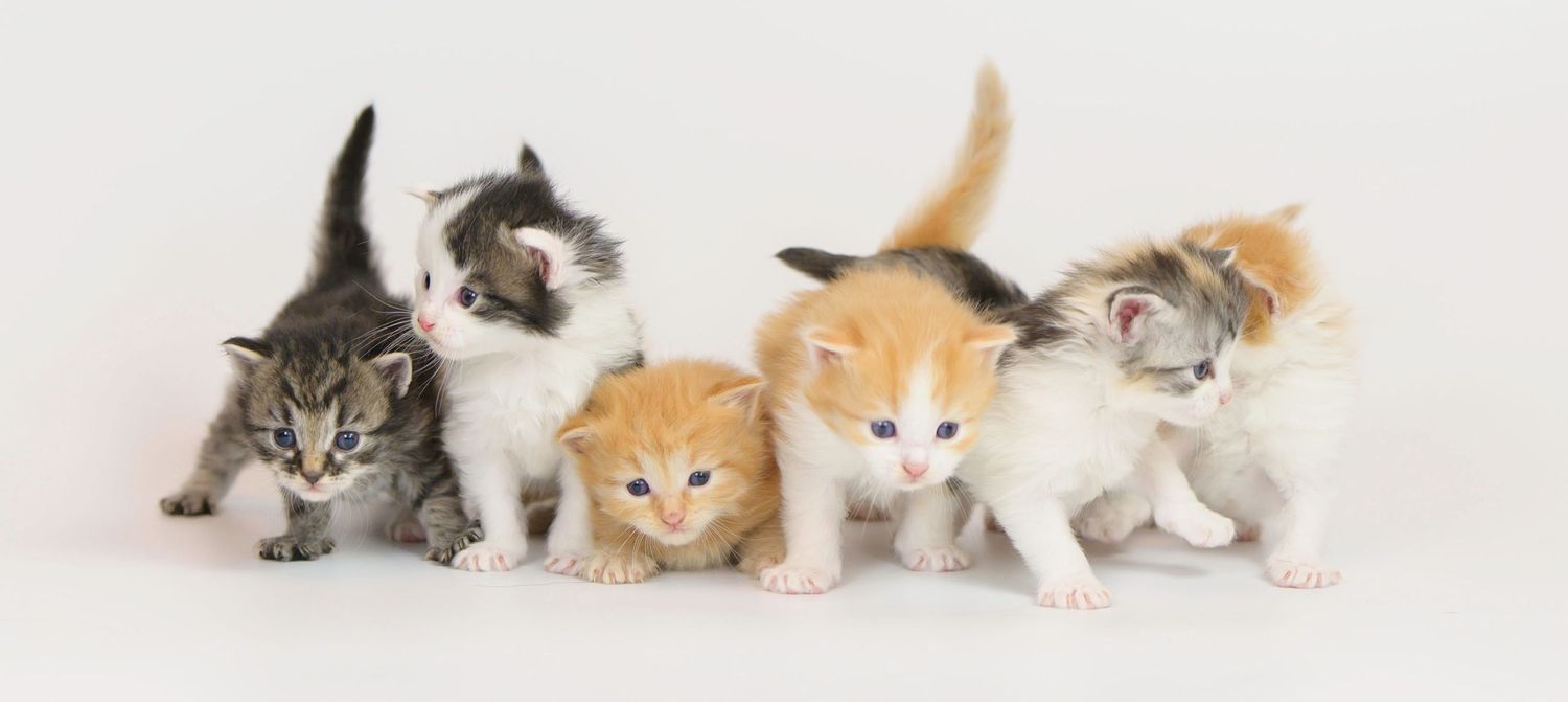 The Choco Kitten