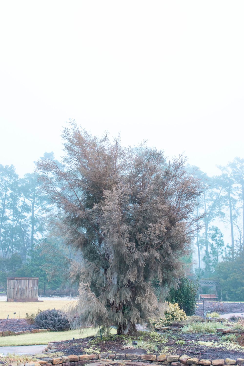 Large misty cypress tree standing alone in a winter landscape.