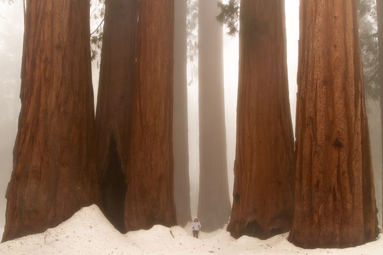 Sequoia Trees in Fog, Sequoia National Park, California