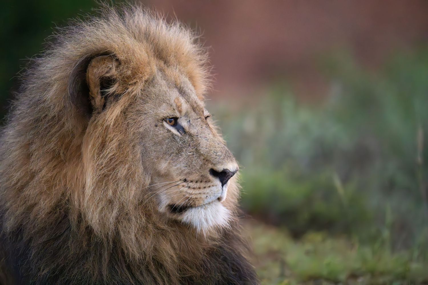 Male lion portraits showing majestic manes against a natural backdrop.
