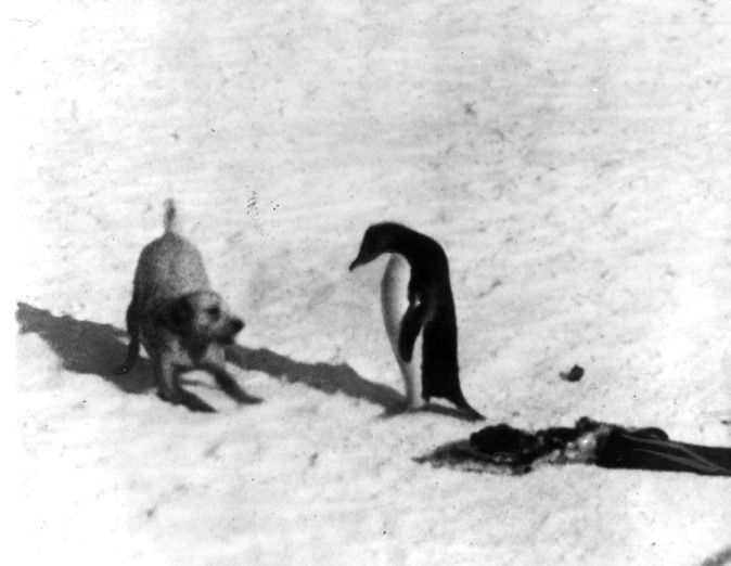 BAE 1 in Antarctica:  Chinook plays with a penguin on the ice.