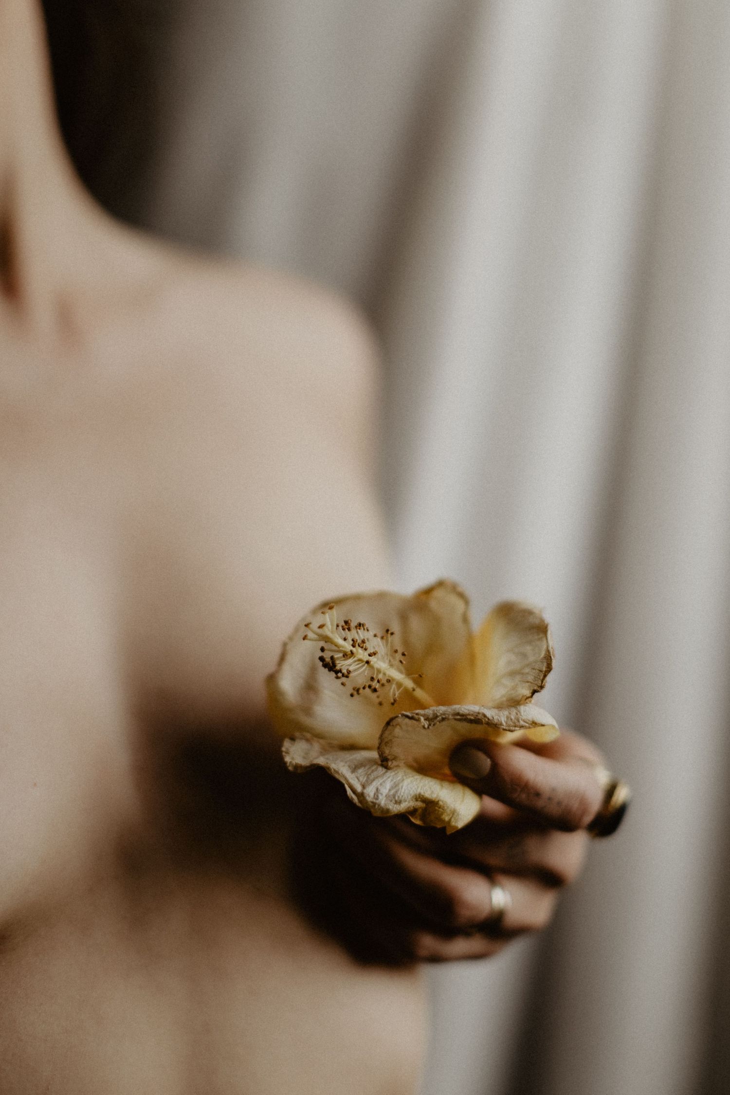 Blume Sinnlichkeit Fotografie