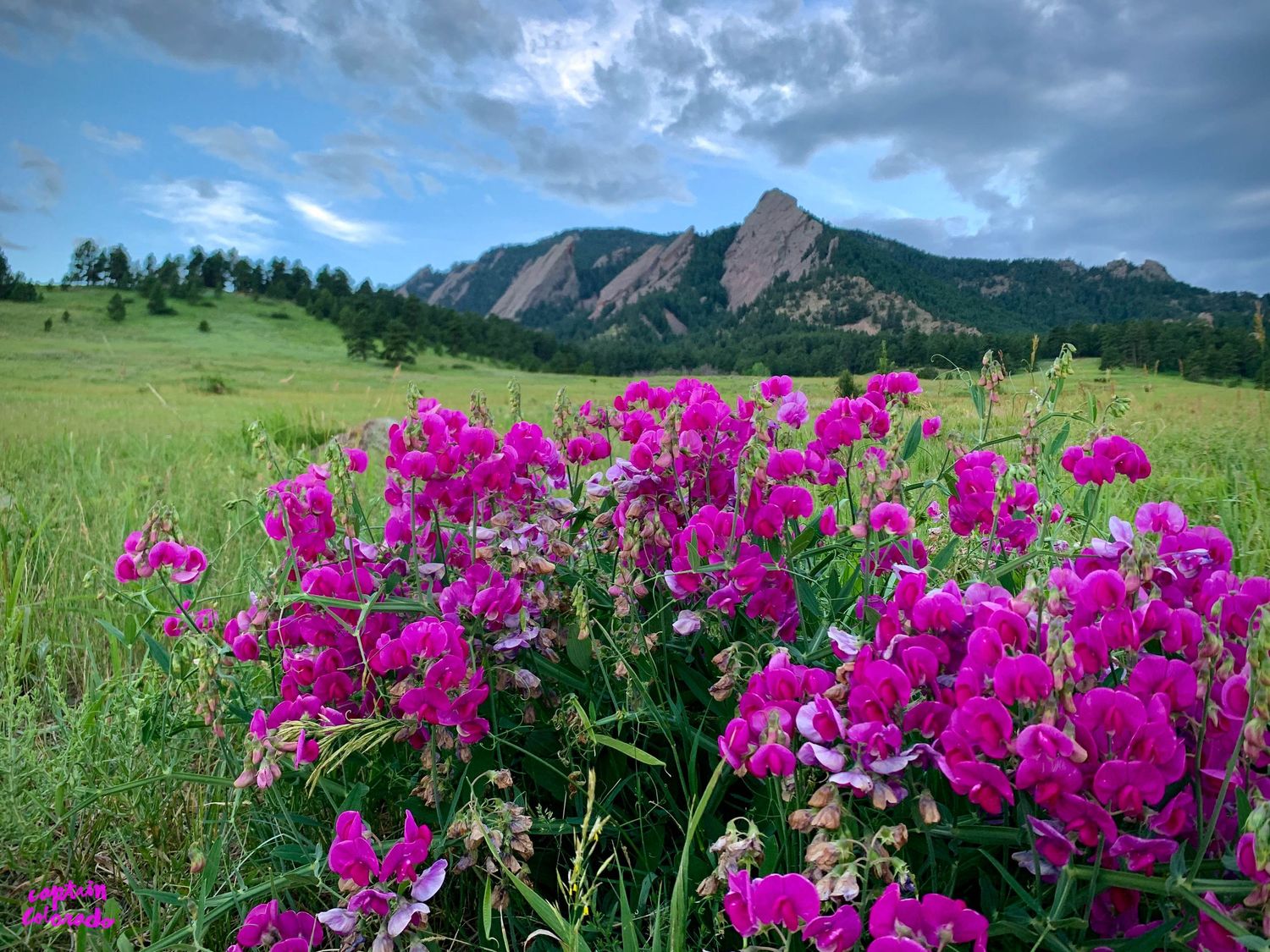 Wildflower shot at the Boulder Flatirons by Denver Drone, Hospitality, Travel & Tourism photographer Captain Colorado Photography.