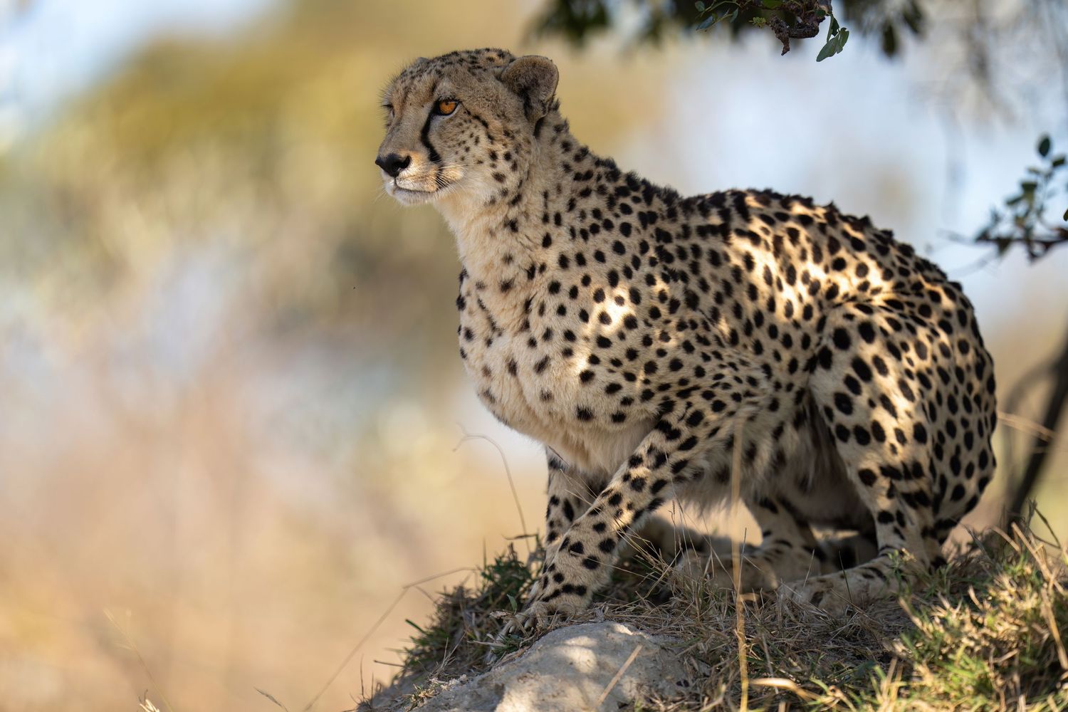 Cheetah prowls through tall grass on the African savanna.