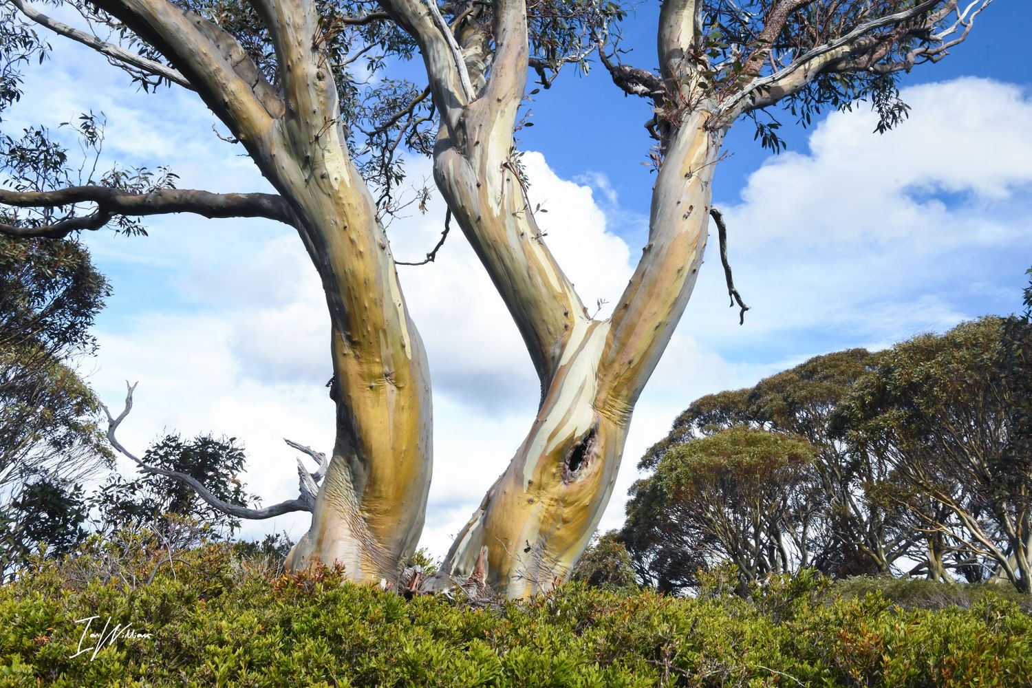 Snow gum