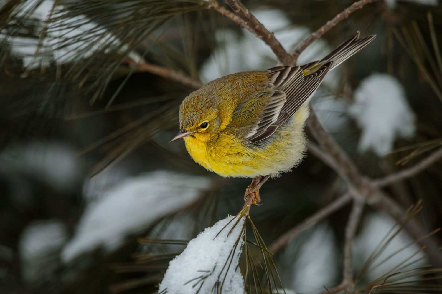 Pine Warbler in a snowy Pine Tree. Photographed near Lebanon, Pennsylvania.