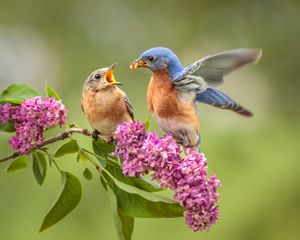 Eastern Bluebird pair perched on Lilac Blossoms. Photographed near Lebanon, Pennsylvania.