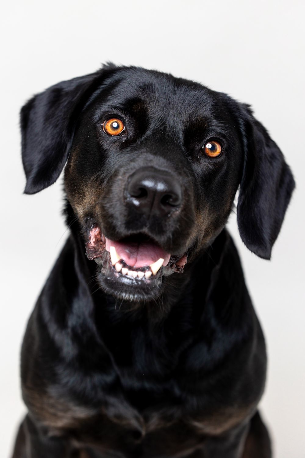Close-up portraits of a black dog showing playful expressions and bright eyes.