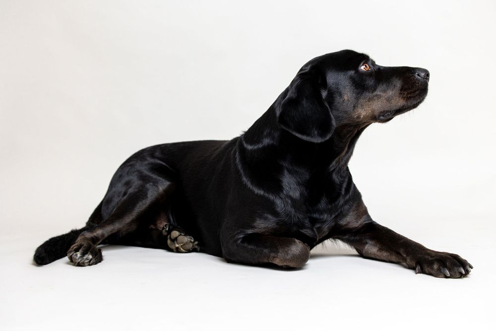 Black Labrador dog lying down on white background in various poses.