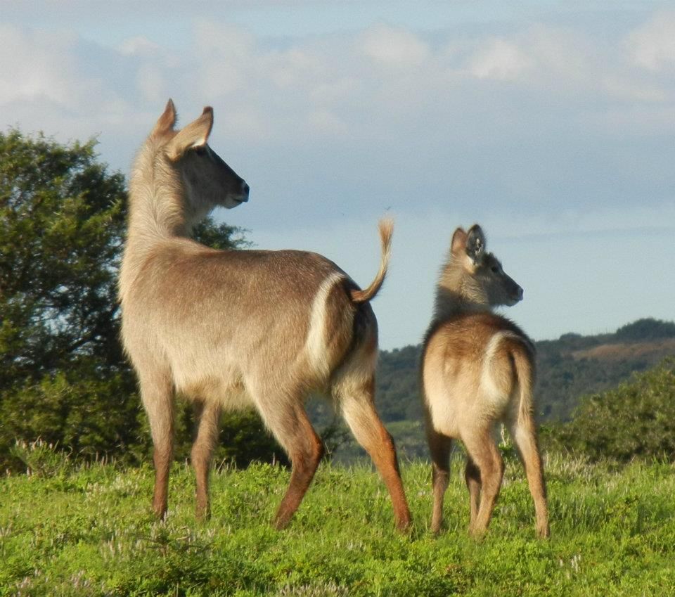 Photograph of two Kudu, a mom and its baby, standing together in South Africa. They both look to their right side.