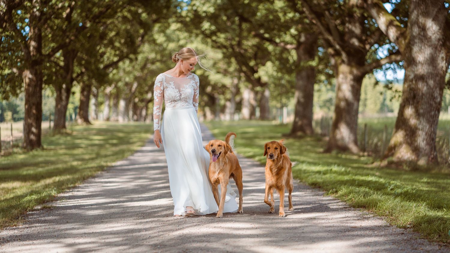 Blonde bride in elegant white gown strolling with two golden retrievers on a sunlit tree-lined path.