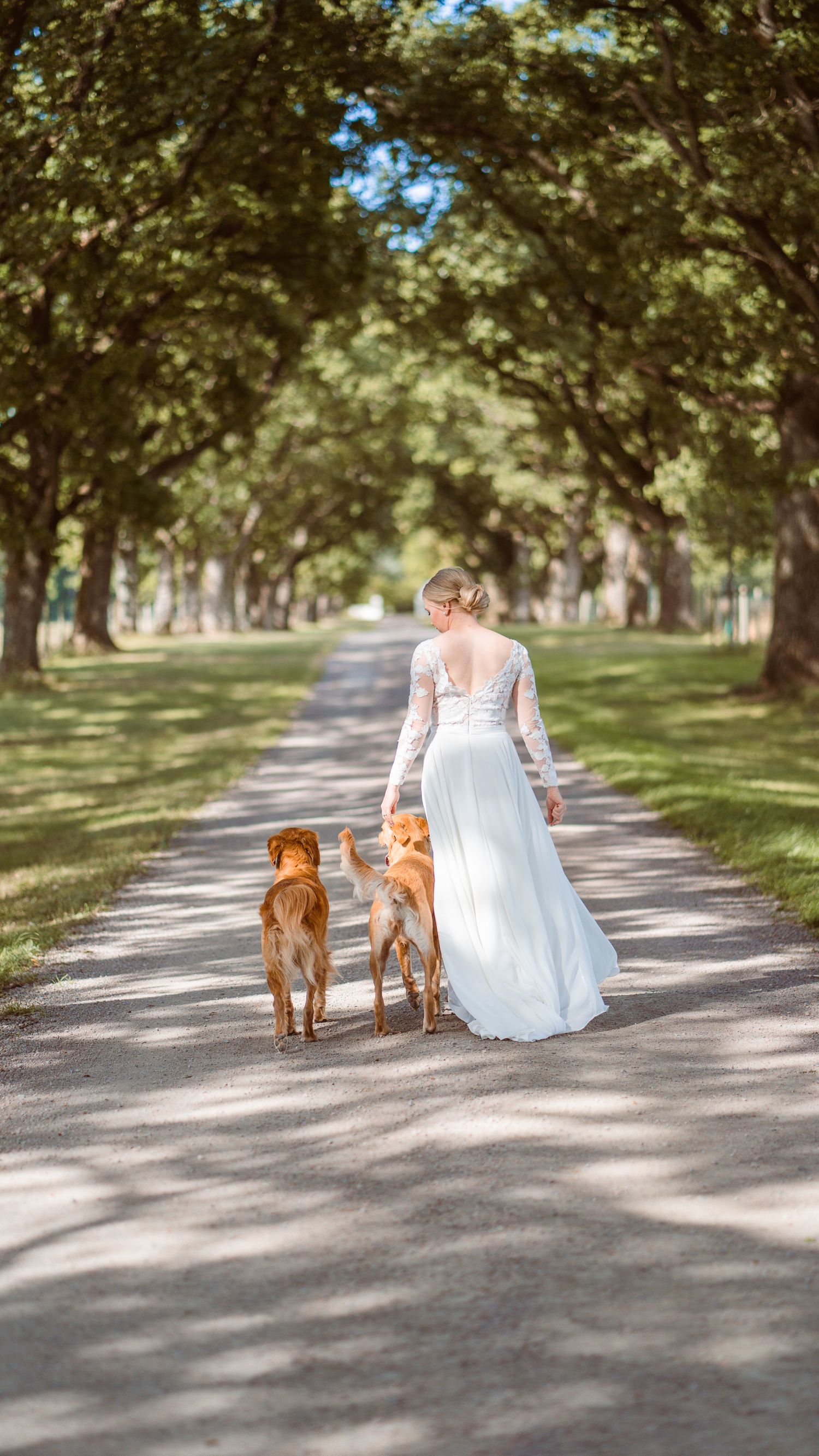 Bride in white lace wedding dress walking two golden retrievers down a tree-lined avenue.