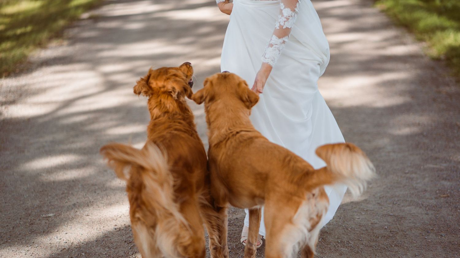Two golden retrievers jumping up on a bride in a white wedding gown on a tree-lined path.