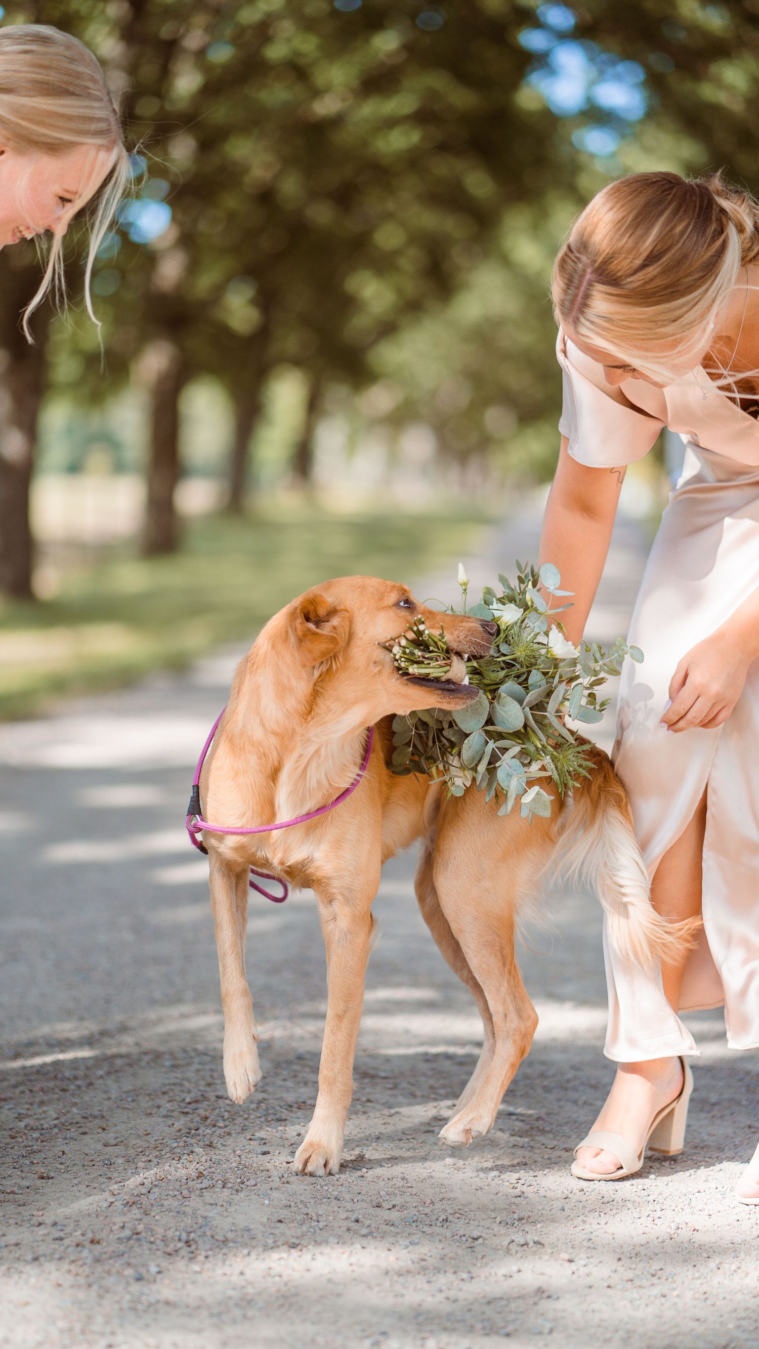 Two women in wedding attire petting a golden dog wearing a floral wreath on a garden path.