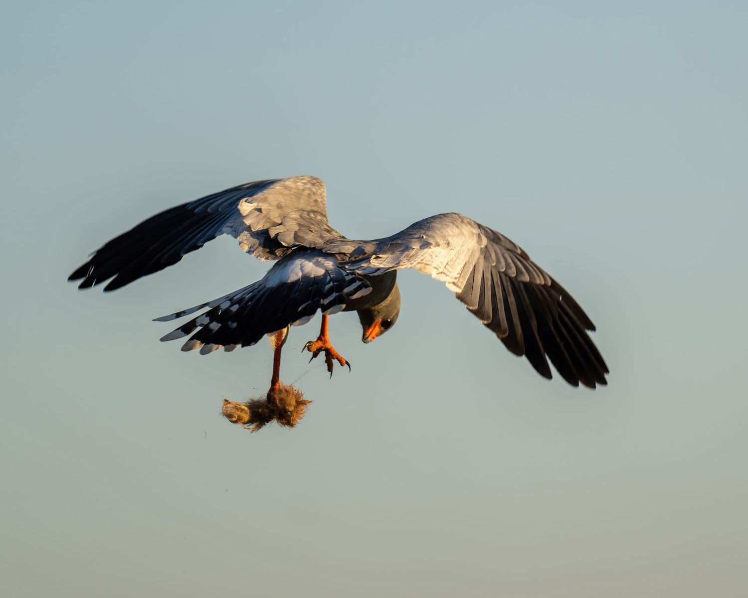 Sequence showing an eagle diving and catching prey in mid-flight against a blue sky background.