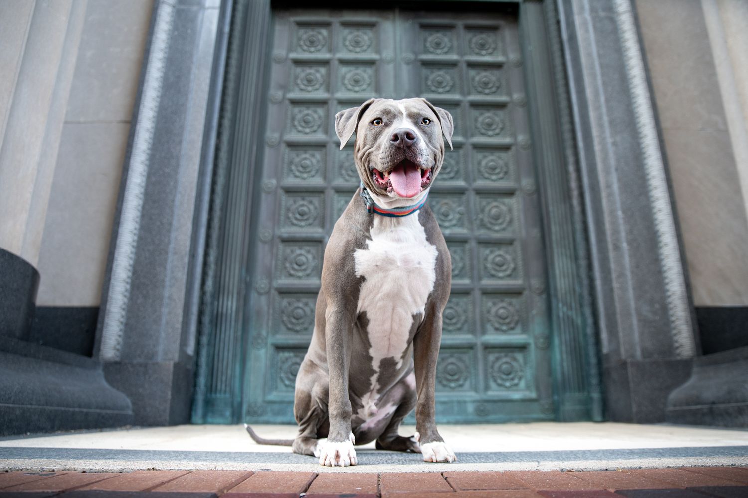 pitbull sitting in front of iron doorway in downtown Houston