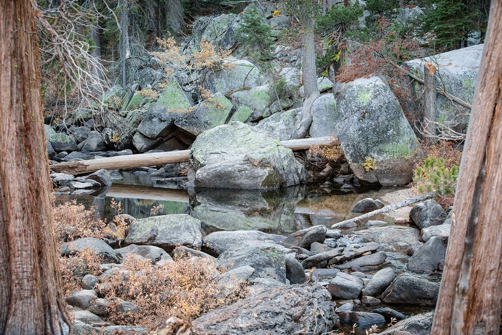 Rocky forest landscape with moss covered rocks and tall trees in natural lighting.