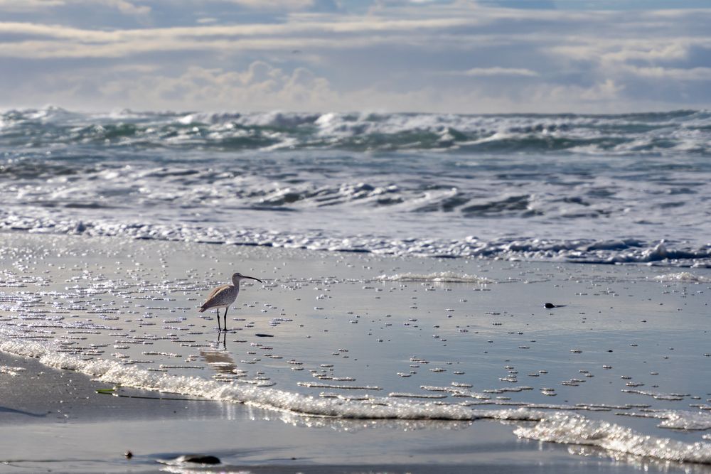 Gentle waves rolling onto beach with seabird walking along shoreline.