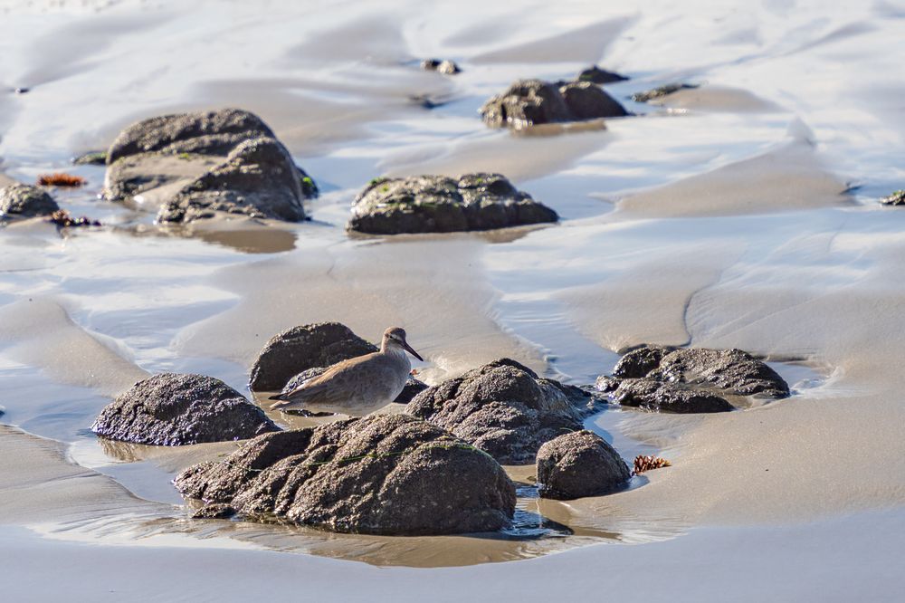 Rocky boulders scattered along a sandy beach with gentle waves washing around them.