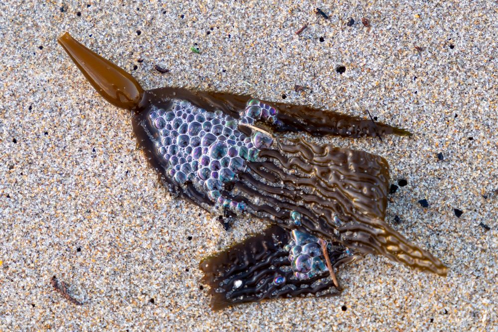 Close-up of various seashells and beach debris scattered on sandy shore.