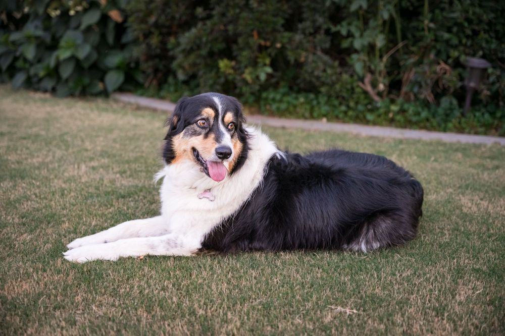 Border collie dog relaxing on green grass lawn in a sunny garden setting.